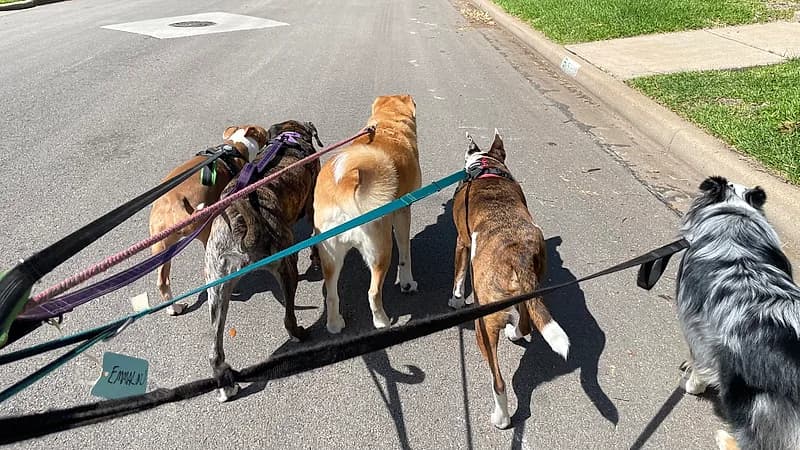 Dogs on a group walk through Waco