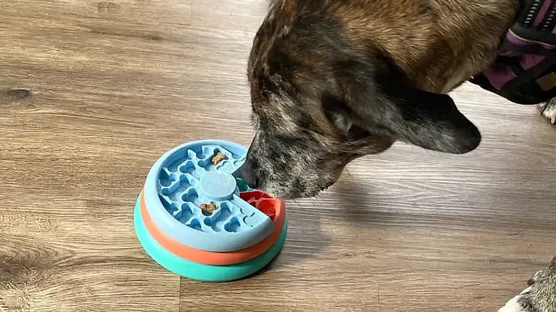 Dog working on a puzzle enrichment toy