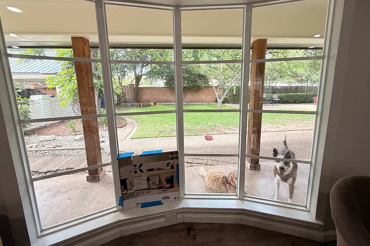 Dogs in a Waco backyard boarding environment