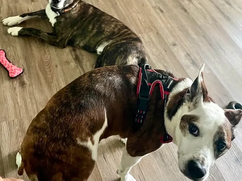 Two brindle dogs resting together on a wood floor at home