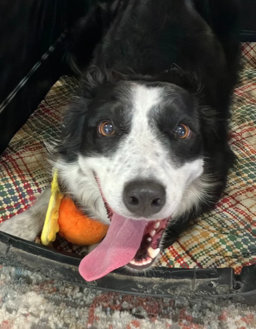 Happy border collie during lifestyle training in Waco