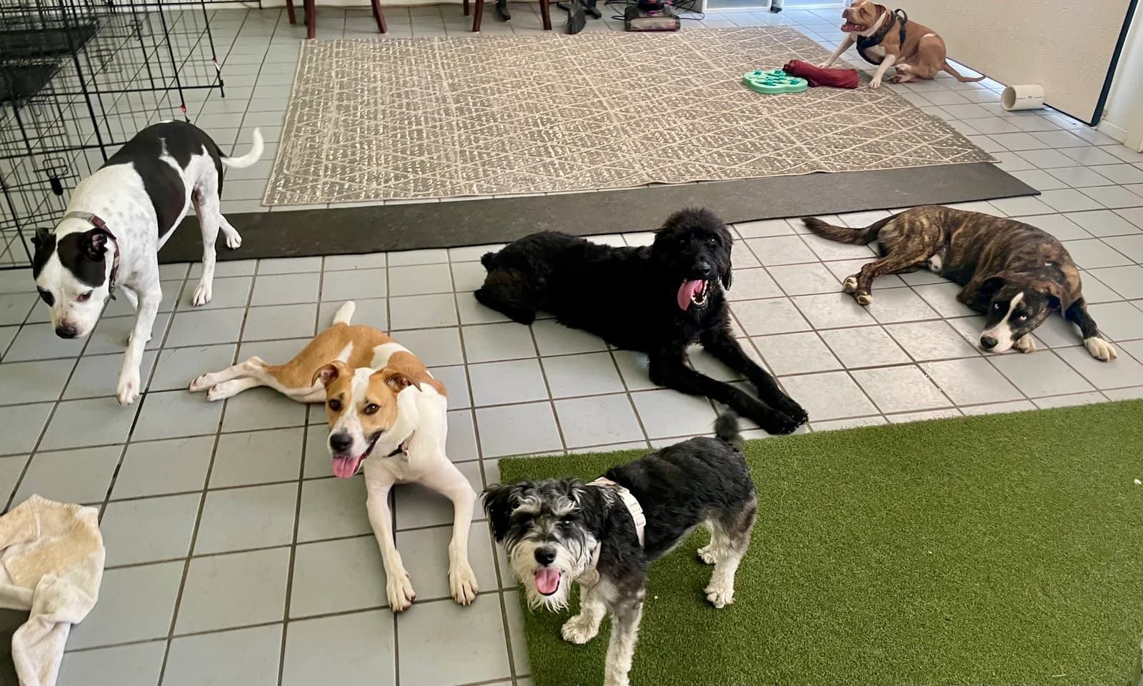 Dogs resting together on the tile and turf during a quiet break at Camp Clayton