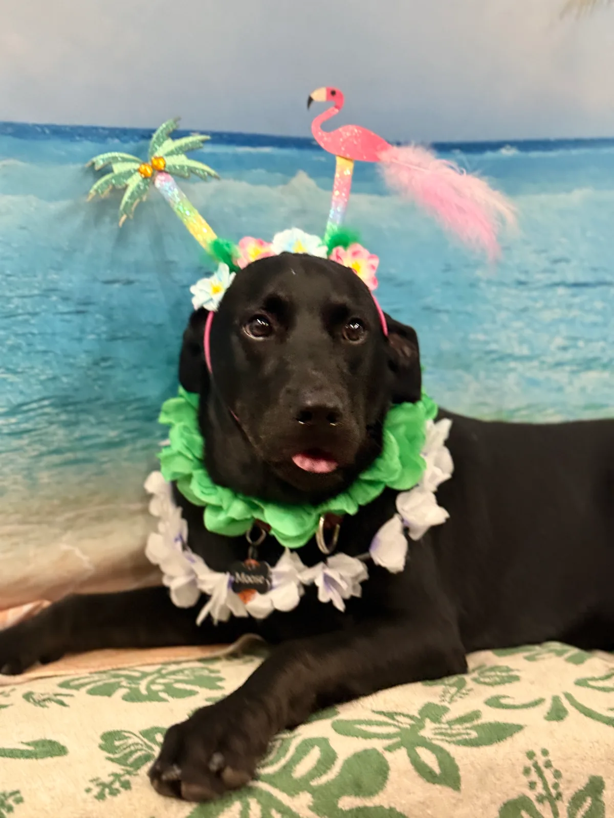 A black dog wearing a lei, flowers, and a flamingo headband for Luau Week