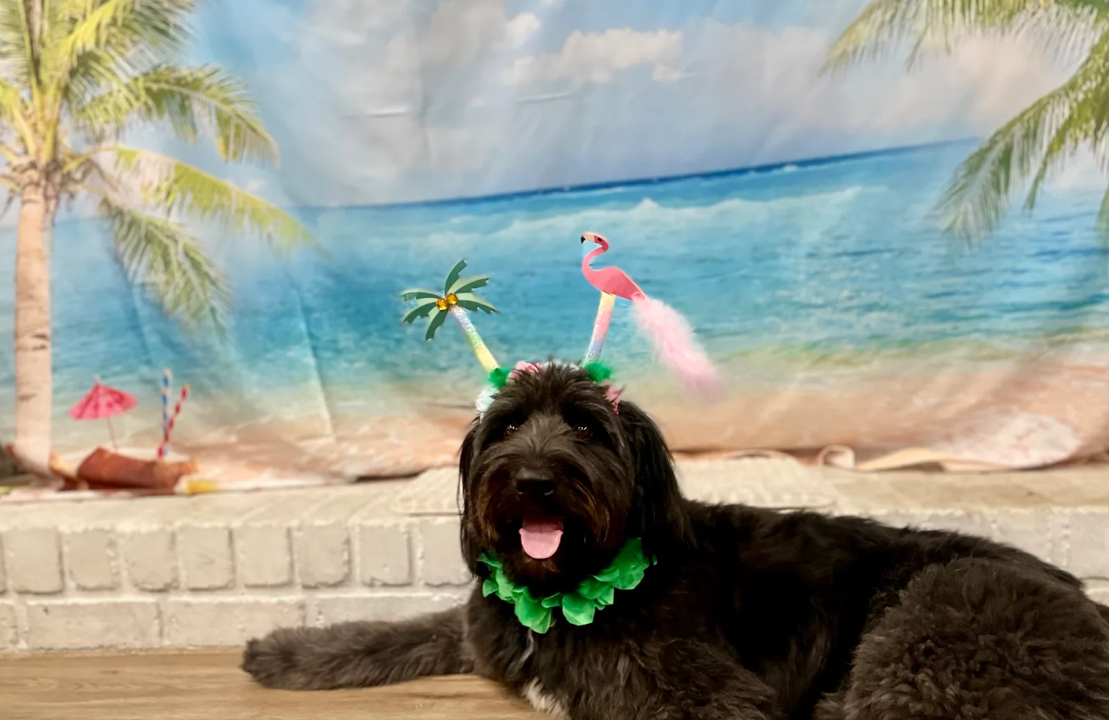 A black doodle in a lei and flamingo headband against a beach backdrop