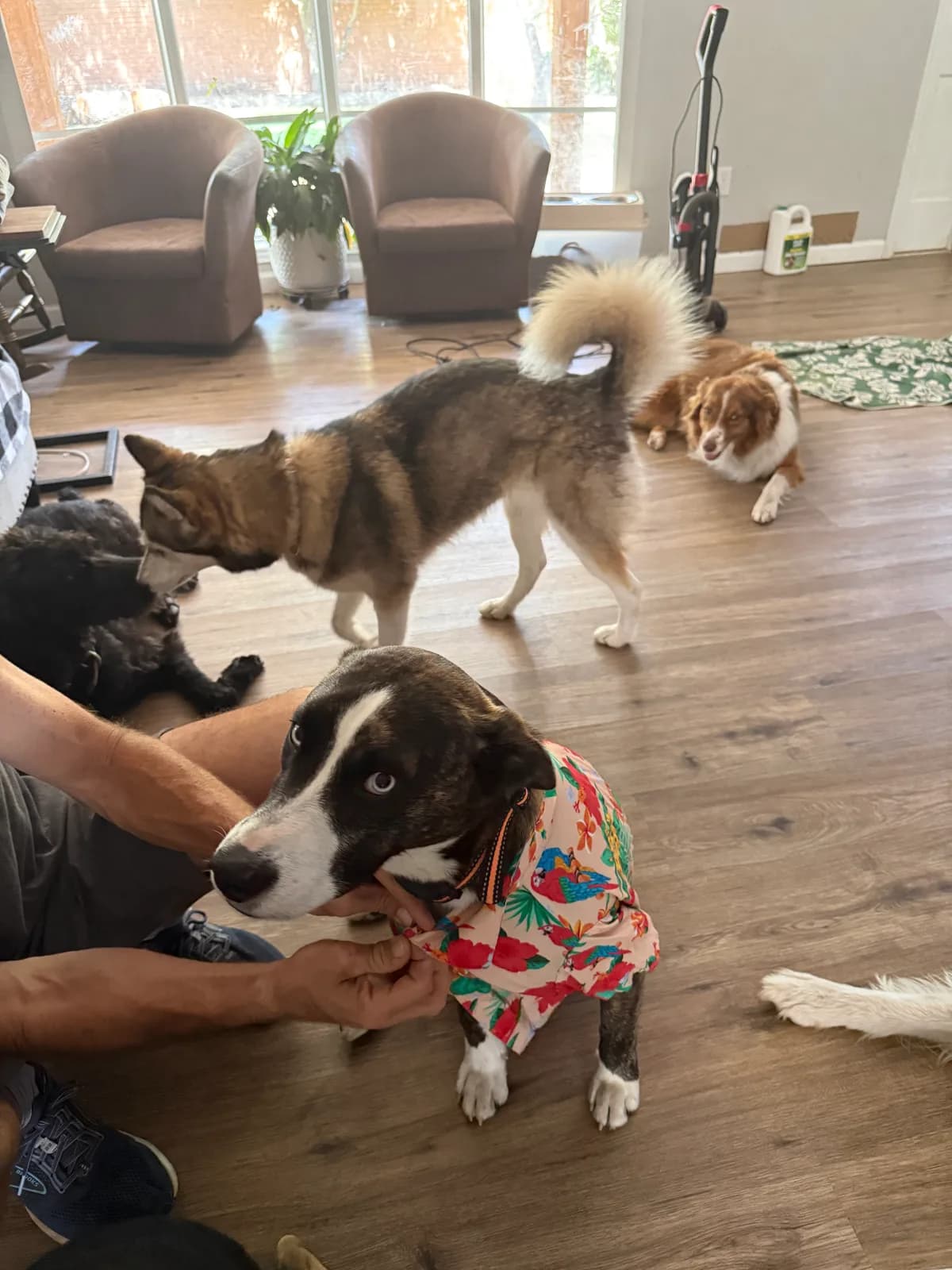 A dog being dressed in a Hawaiian shirt during Luau Week at Camp Clayton