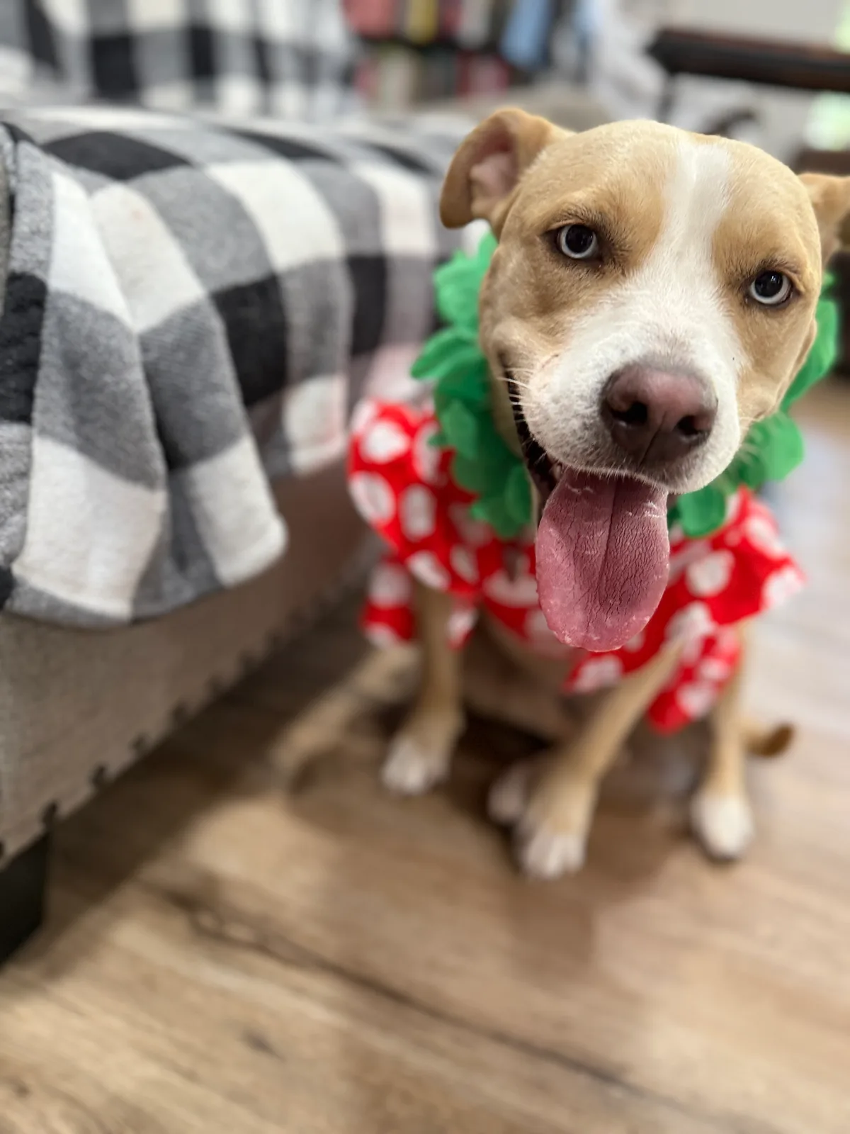 A tan and white dog wearing a lei and red polka-dot luau outfit