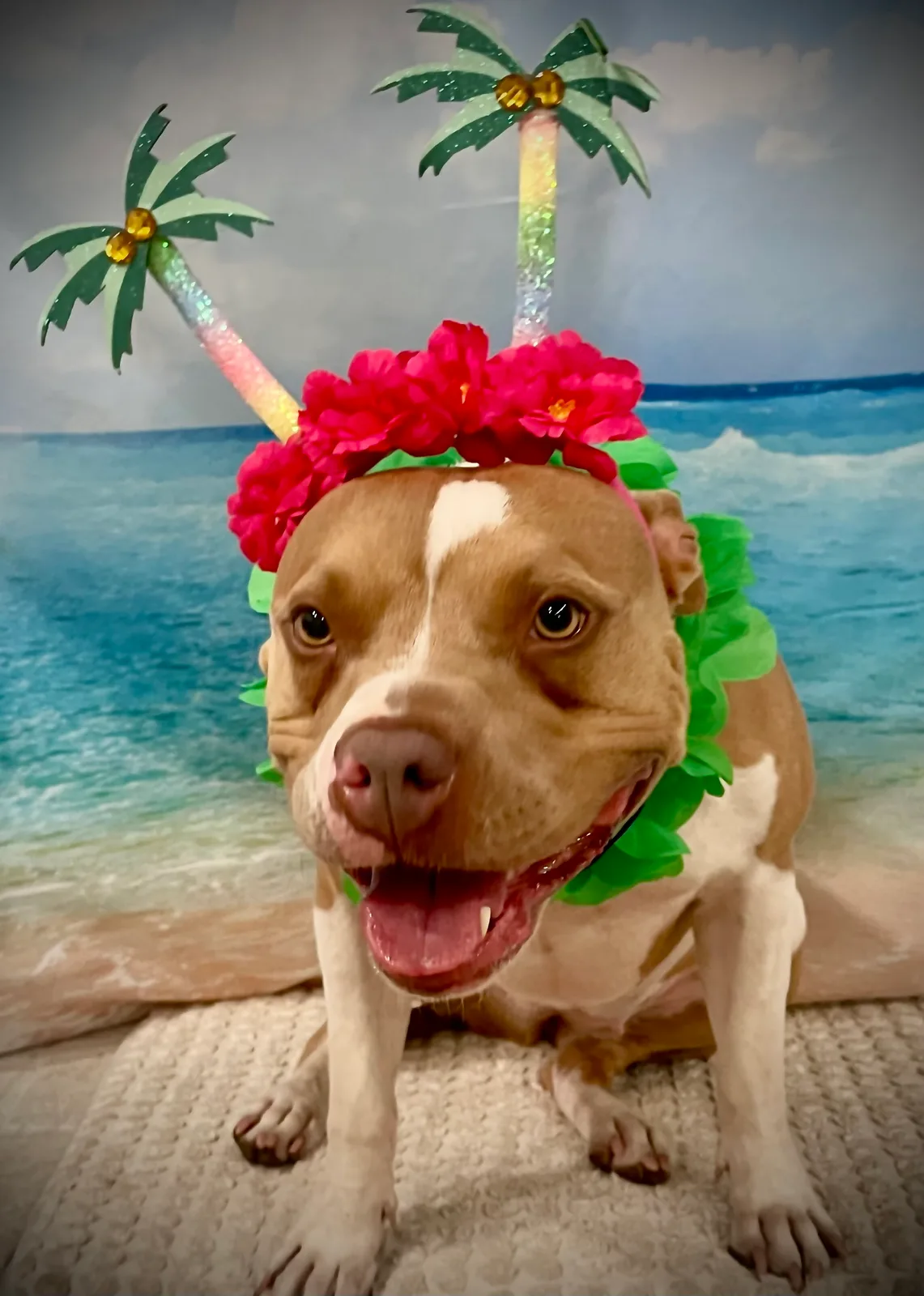 A tan and white dog wearing a lei and palm-tree headband for Luau Week