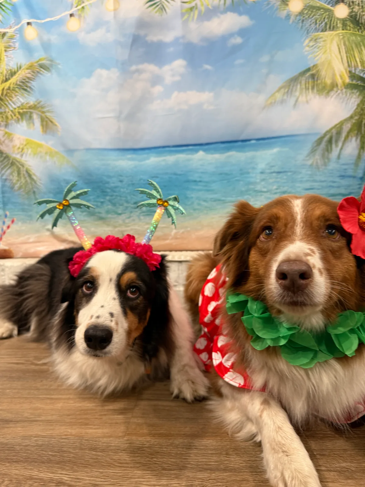Two dogs in tropical leis and luau headbands at Camp Clayton