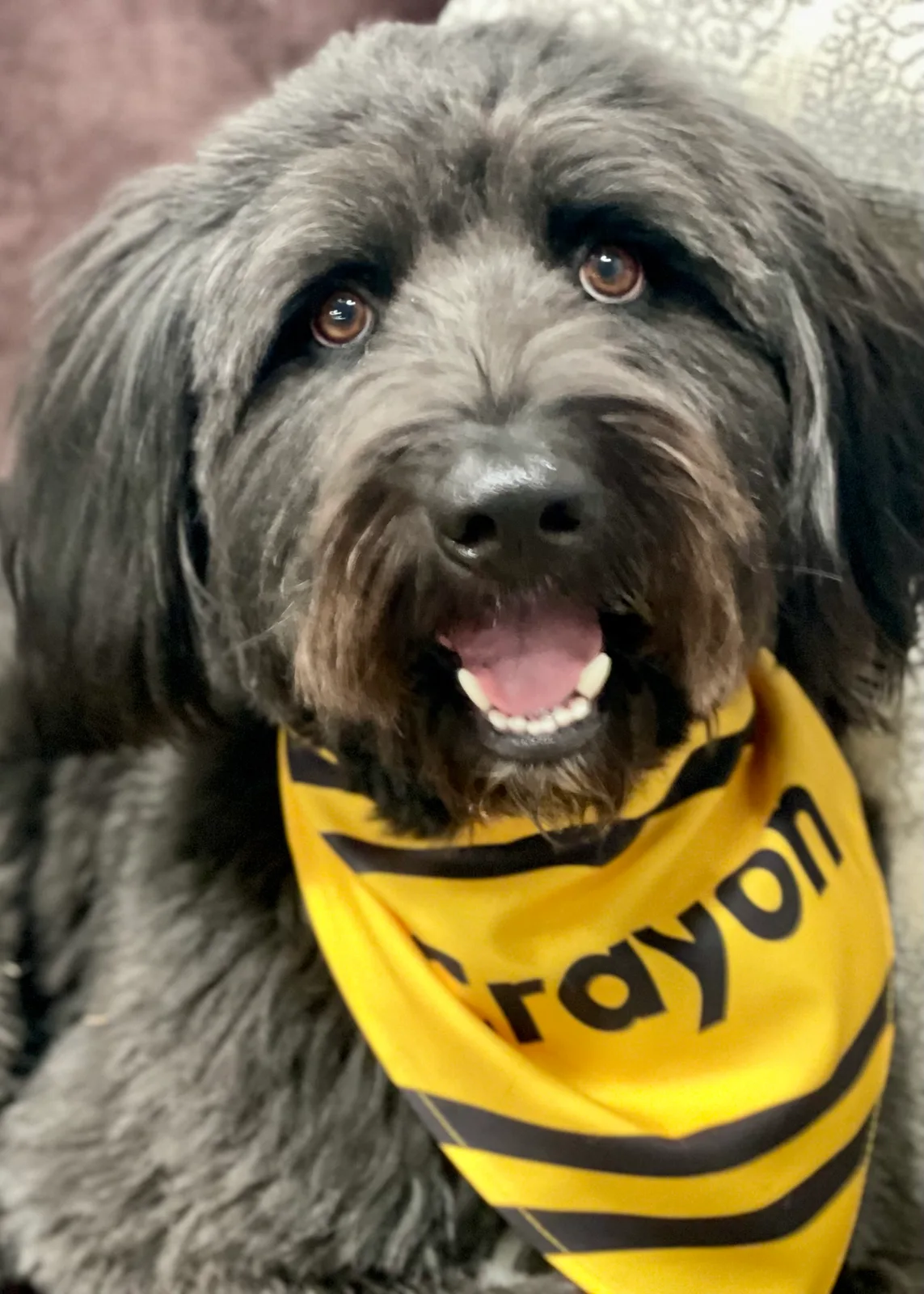 A dog wearing a yellow crayon-striped bandana at Camp Clayton