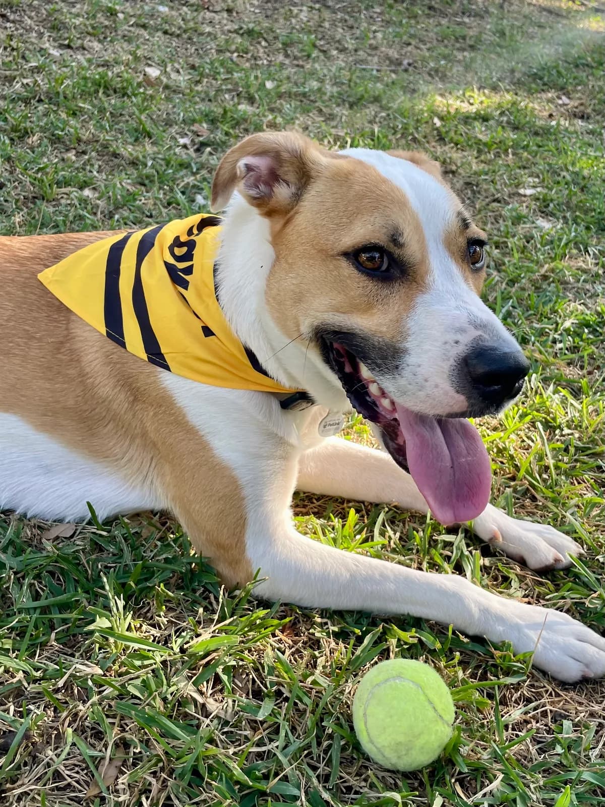 A dog in a yellow crayon-striped bandana resting in the yard with a tennis ball