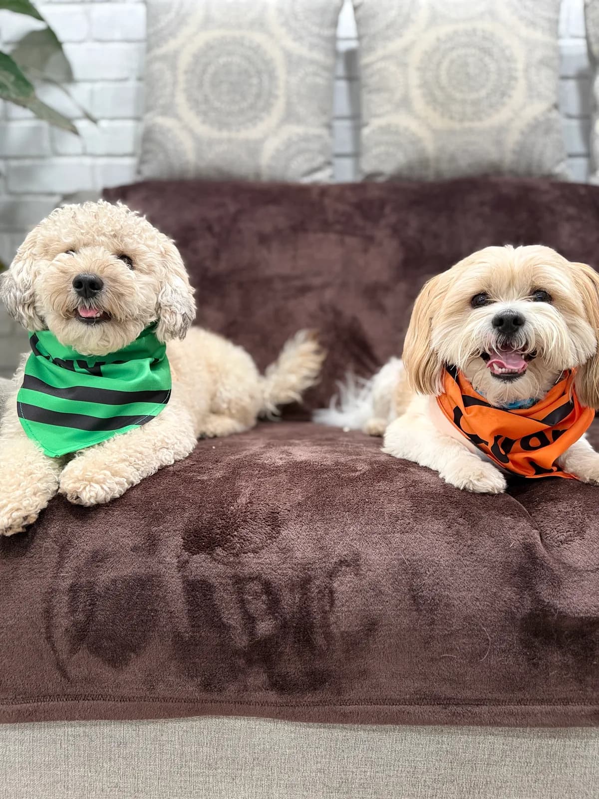 Two dogs on the couch wearing crayon-striped bandanas at Camp Clayton