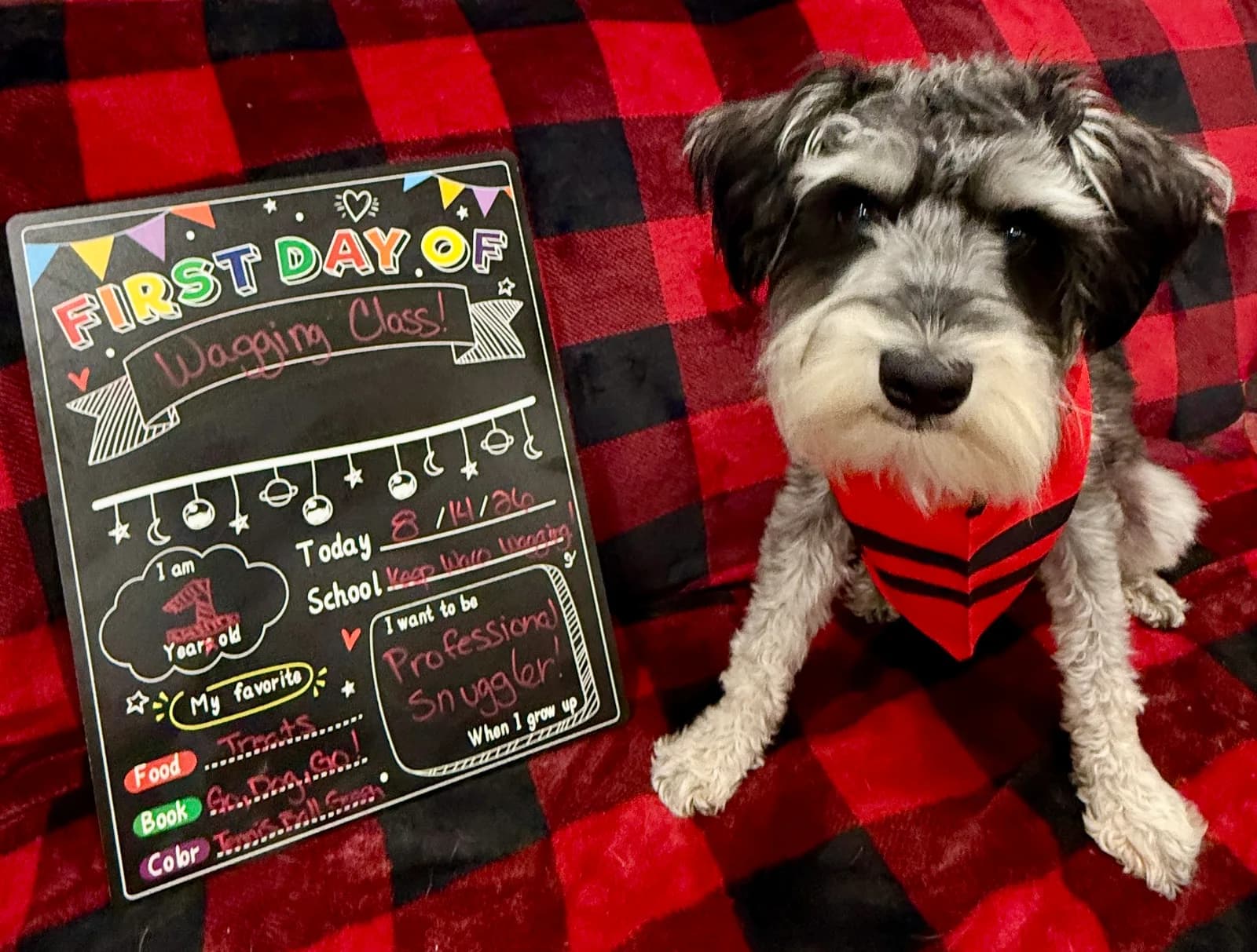 A dog in a red crayon-striped bandana beside a First Day of Wagging Class chalkboard