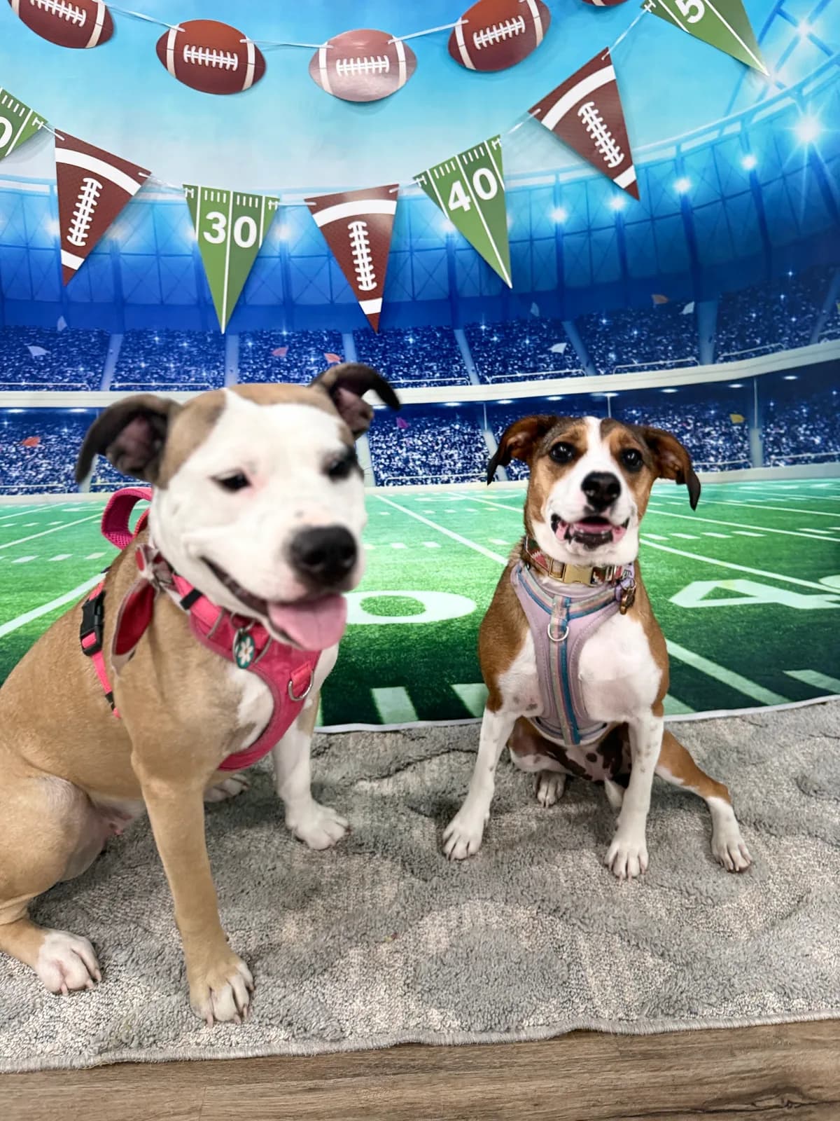 Two dogs in front of a football stadium photo backdrop during Tailgate Week at Camp Clayton