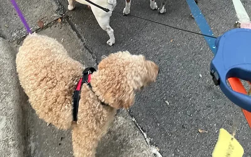A group dog walk with multiple pups on leashes