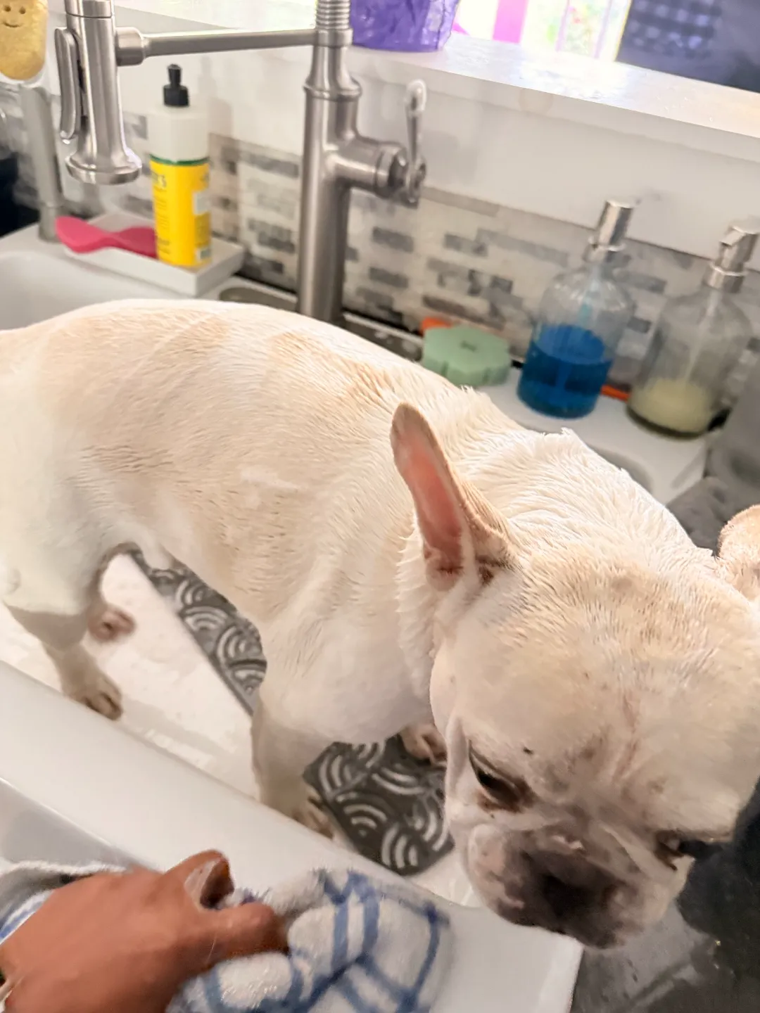A cream French bulldog mid-bath in a white farmhouse sink, Jackye's hand and a blue checkered towel in frame, soft window light
