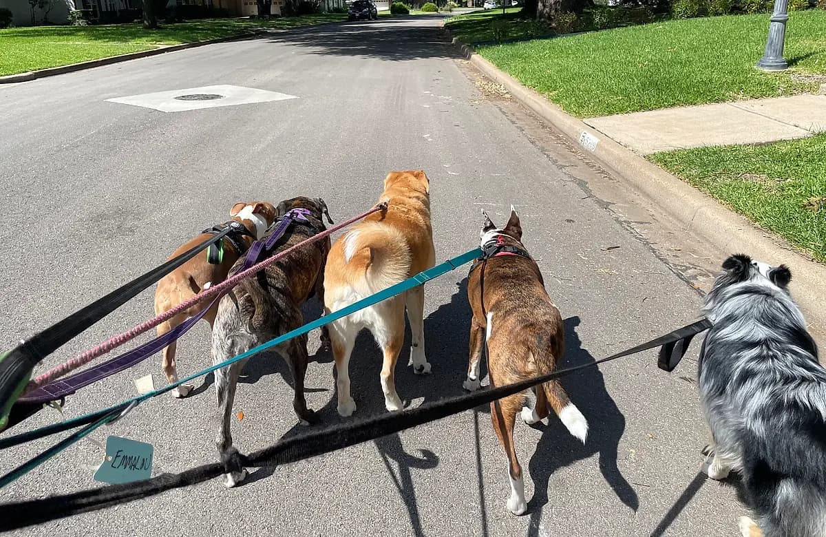 Five dogs on a group walk down a sunny Waco neighborhood street, seen from the handler's point of view