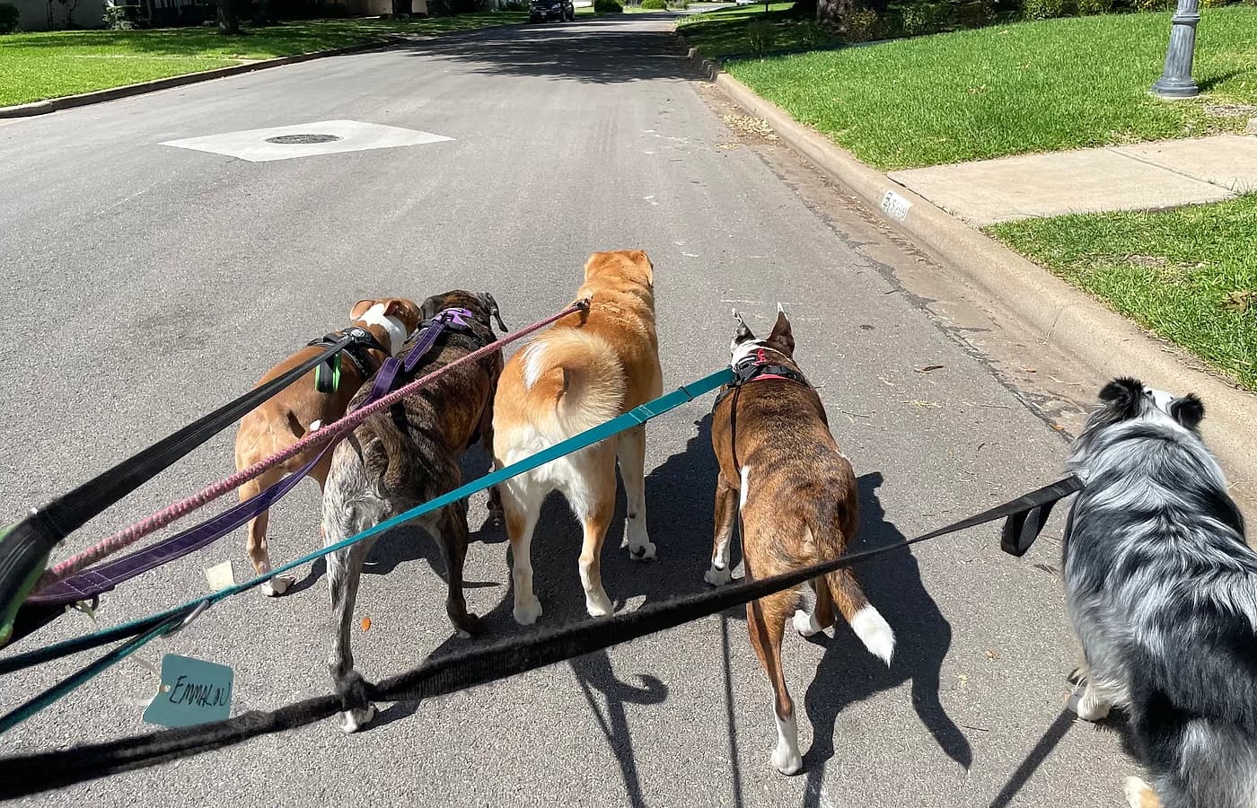 Jackye walking a group of happy dogs on leashes in Waco