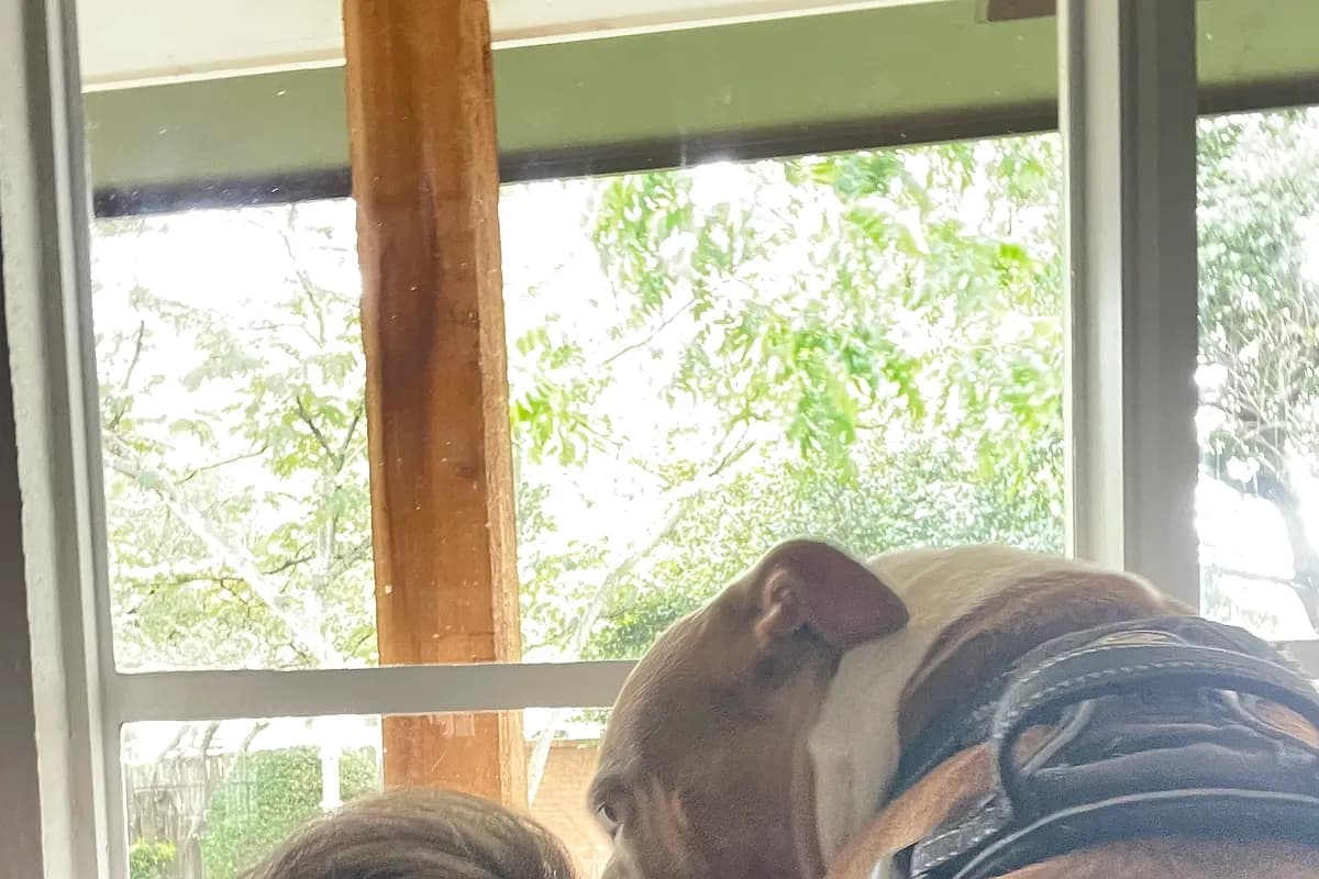 Freddie — Waco dog life