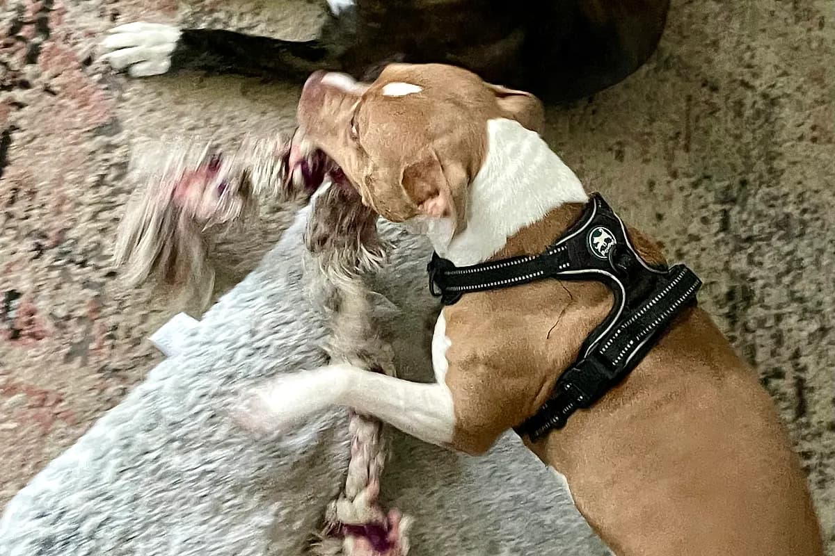 Freddie — Waco dog life
