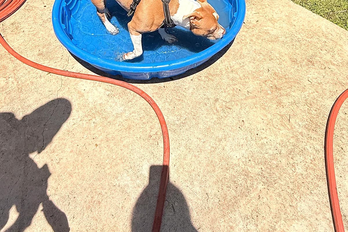 Freddie — Waco dog life