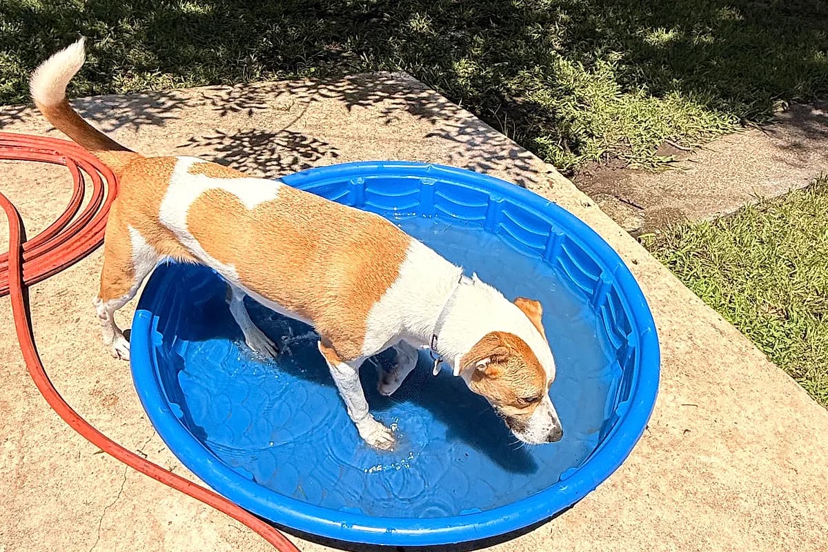 Dog paddling in a shallow splash pool during Beach Bums week