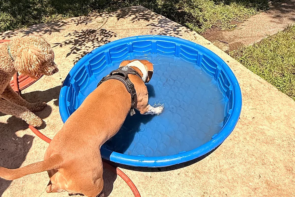 Freddie — Waco dog life