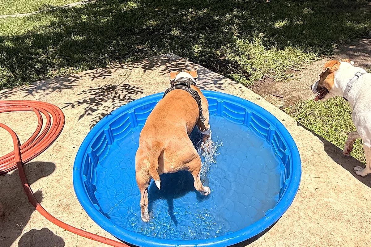 Freddie — Waco dog life