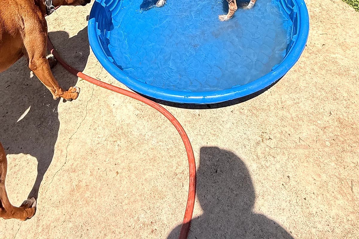 Freddie — Waco dog life