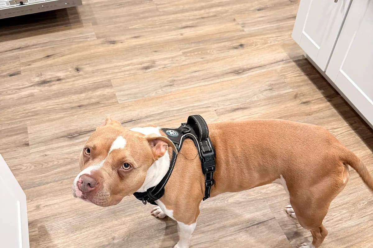 Freddie — Waco dog life