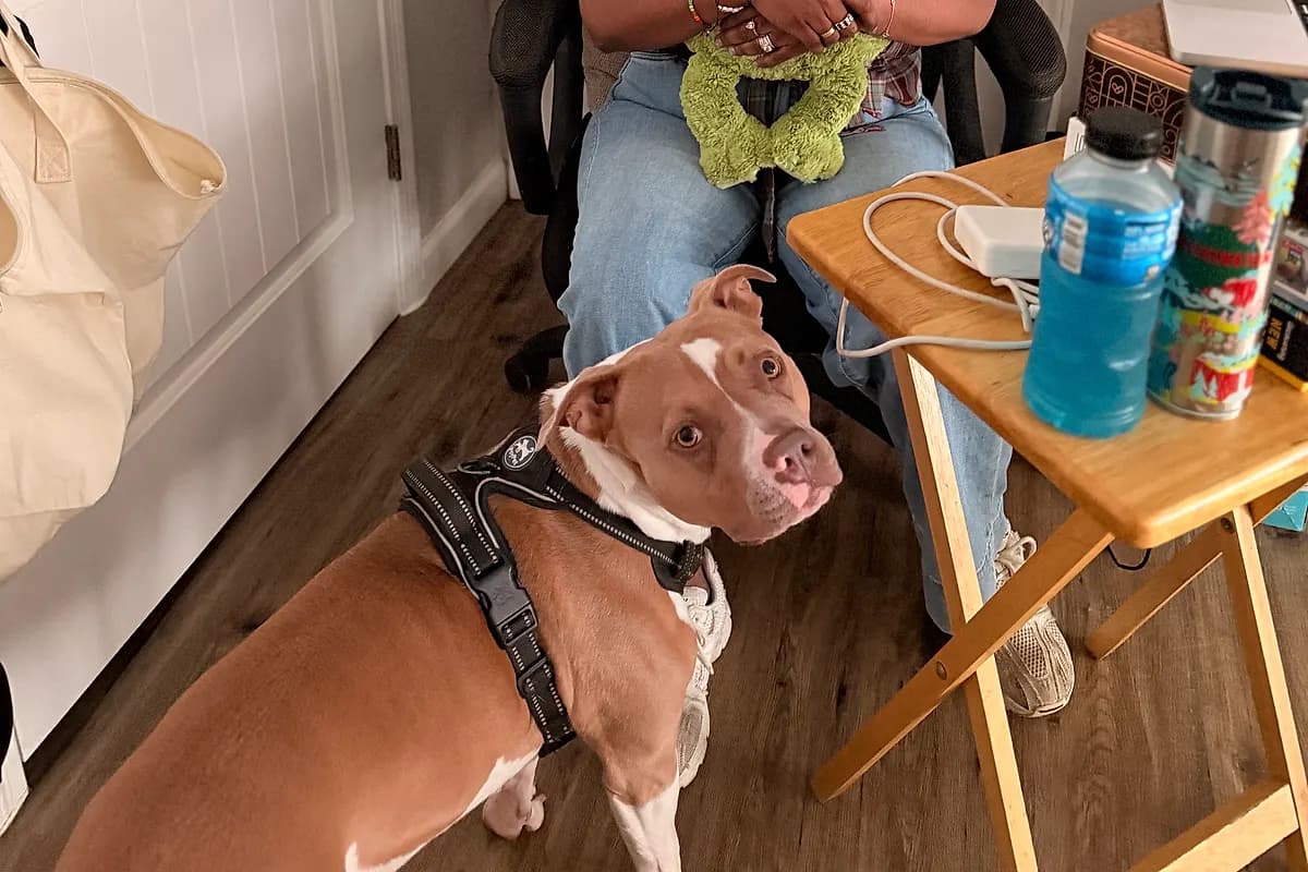 Freddie — Waco dog life