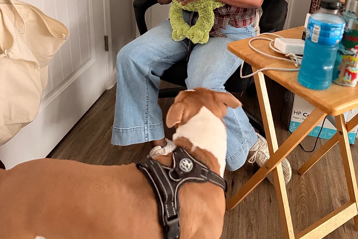 Freddie — Waco dog life