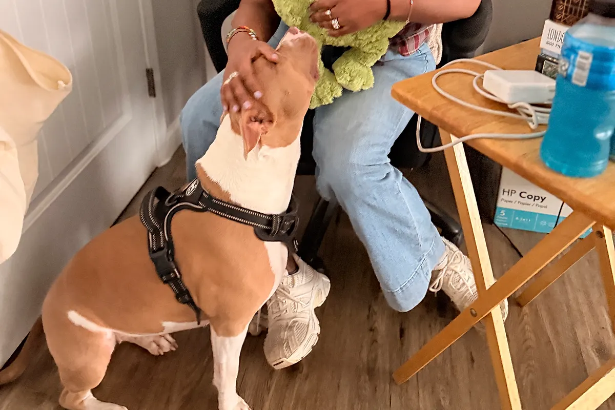 Freddie — Waco dog life