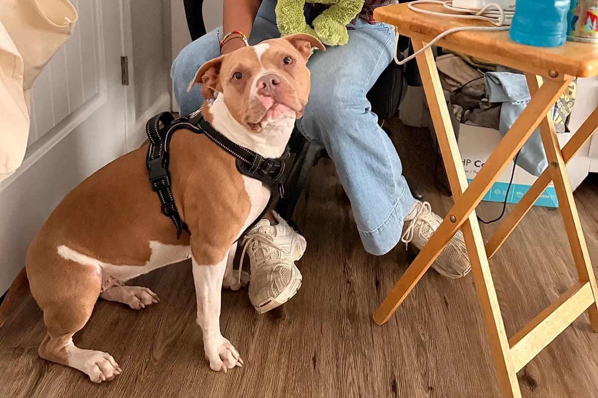 Freddie — Waco dog life