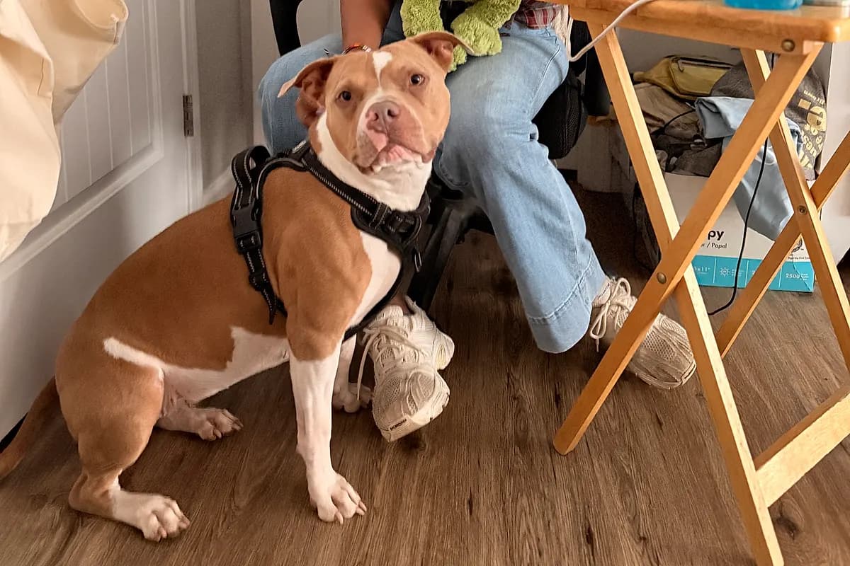 Happy dog ready for a mini photo session during Hollywoof week