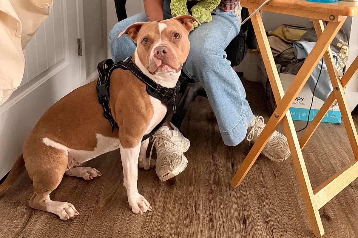 Freddie — Waco dog life