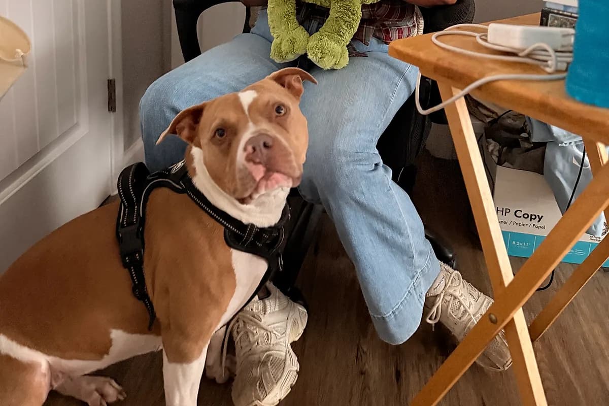 Freddie — Waco dog life