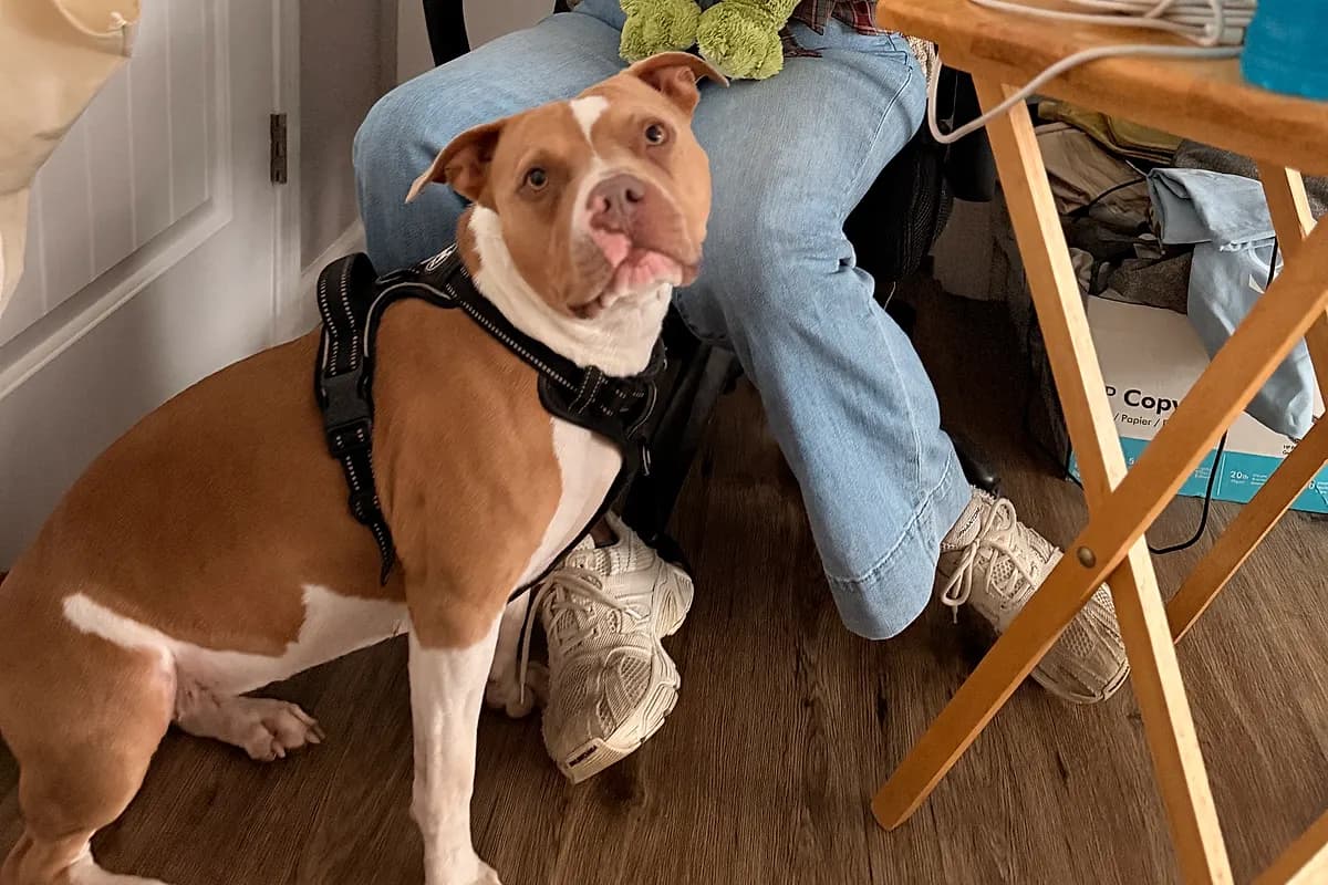 Freddie — Waco dog life