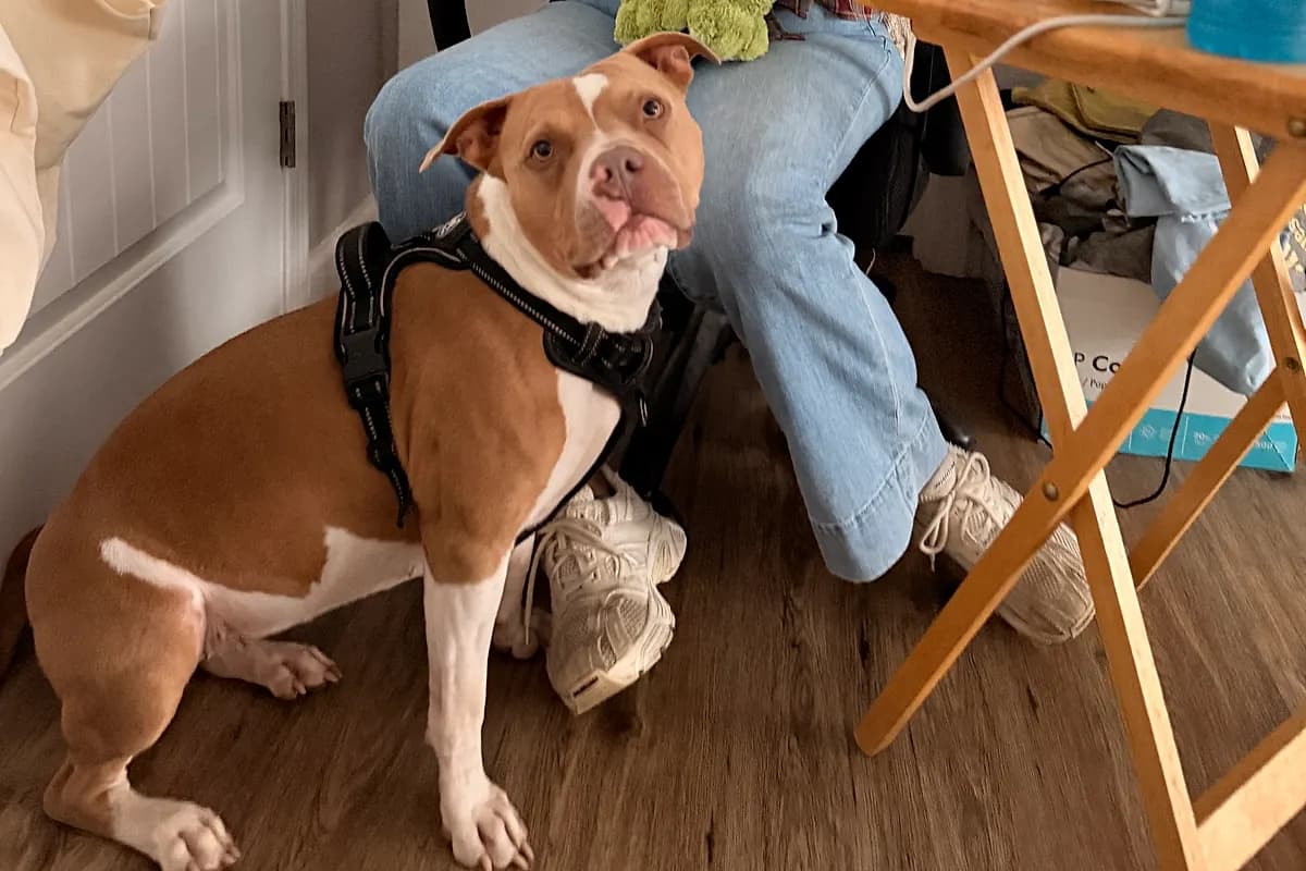 Freddie — Waco dog life
