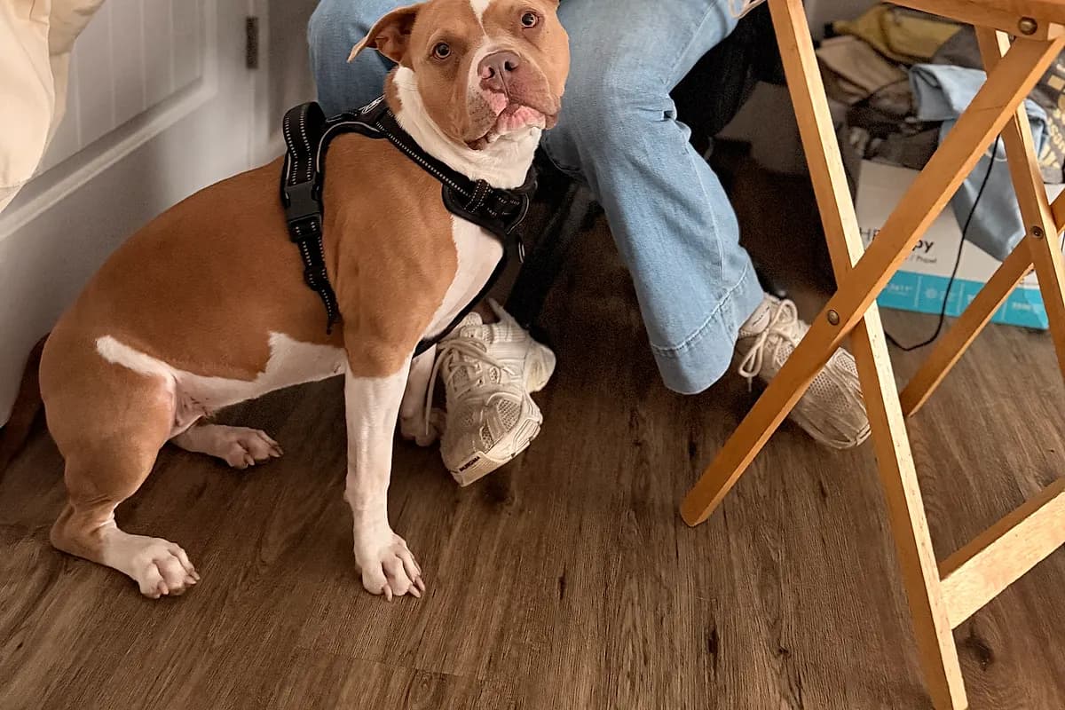 Freddie — Waco dog life