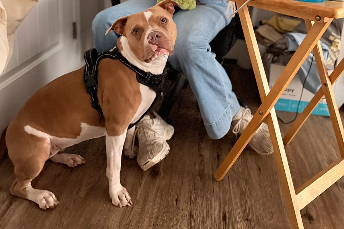 Freddie — Waco dog life