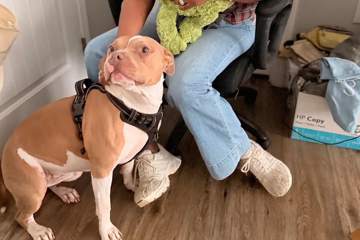 Freddie — Waco dog life