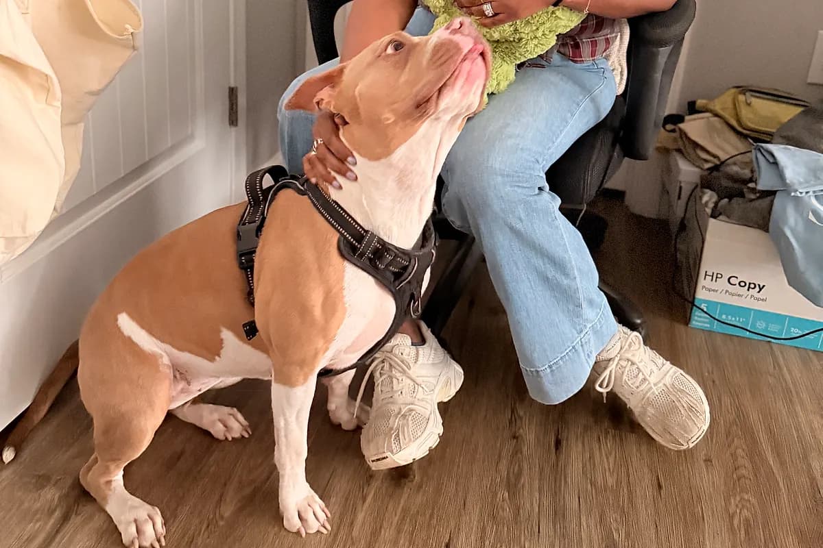Freddie — Waco dog life