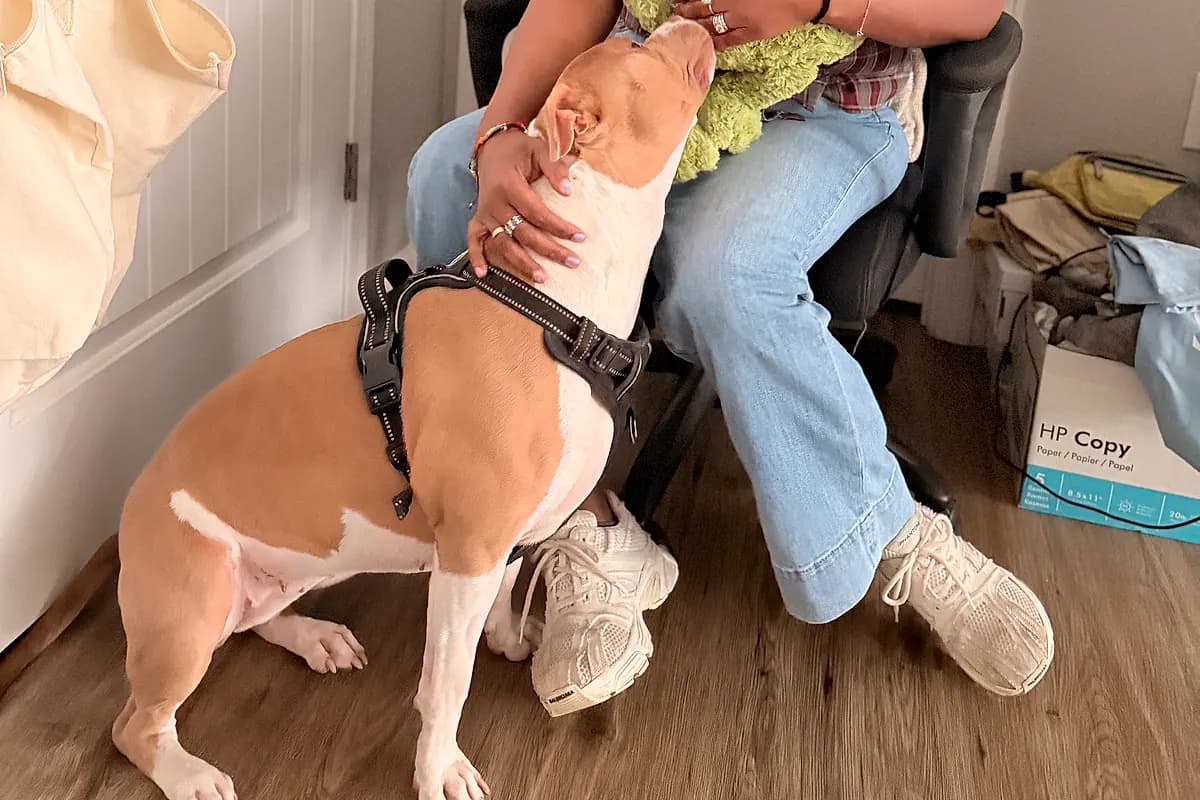 Freddie — Waco dog life