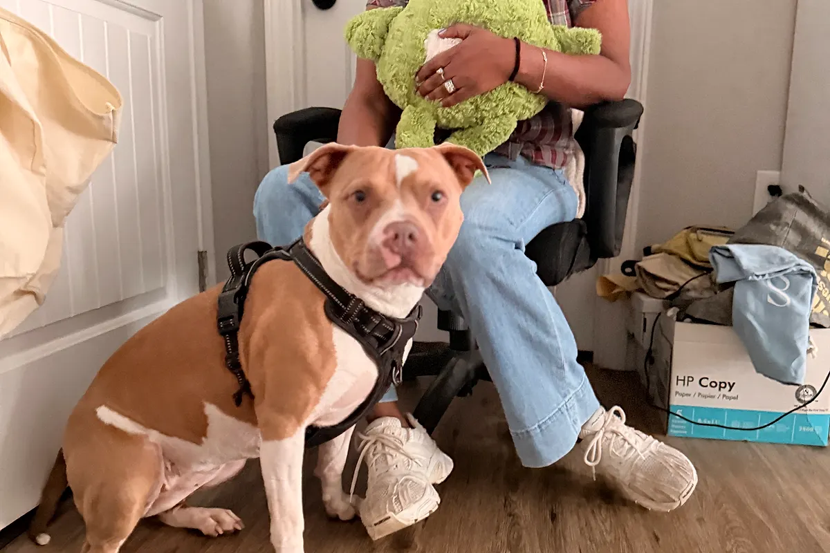Freddie — Waco dog life