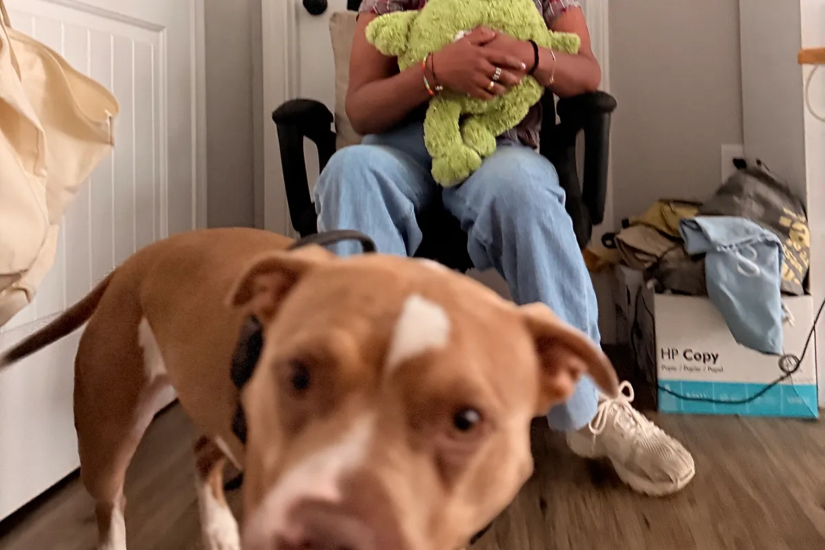 Freddie — Waco dog life