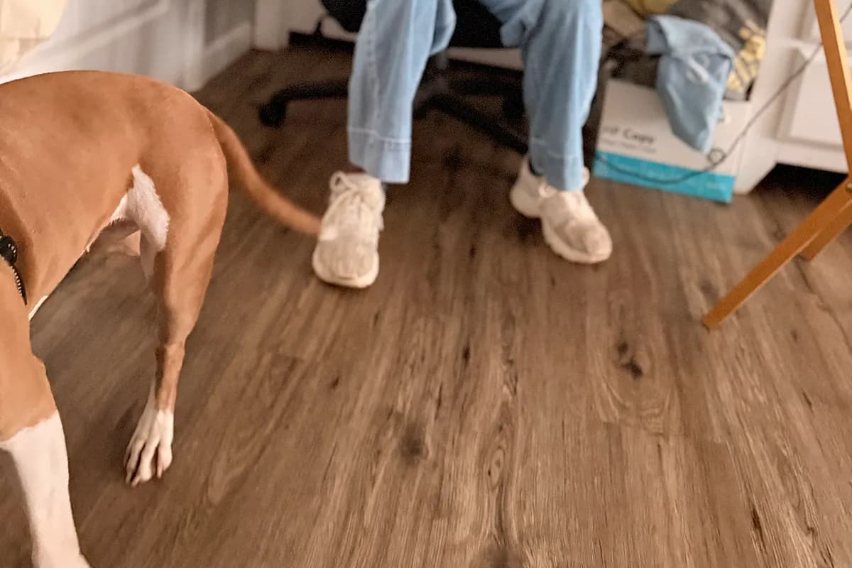 Freddie — Waco dog life