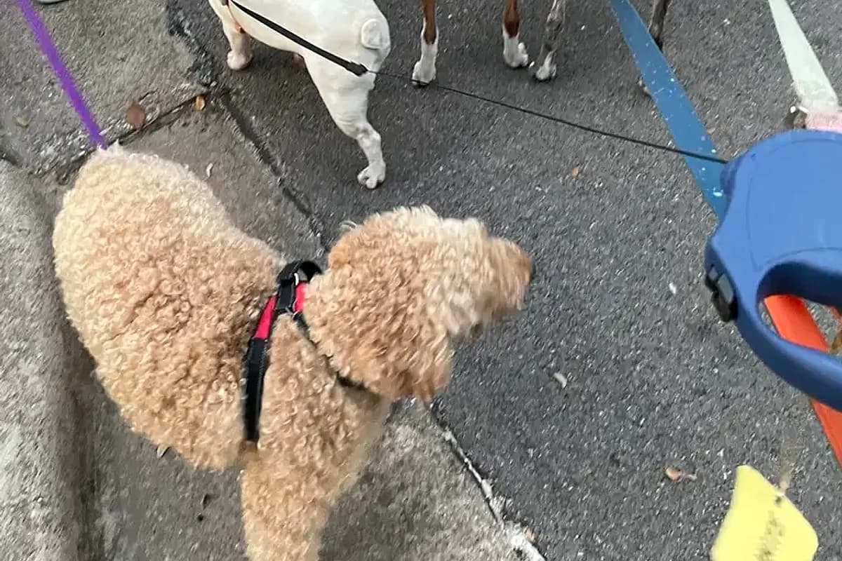 Dogs practicing leash manners on a summer walk in Waco