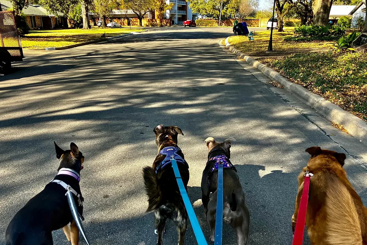 Keep Waco Wagging — IMG_0916
