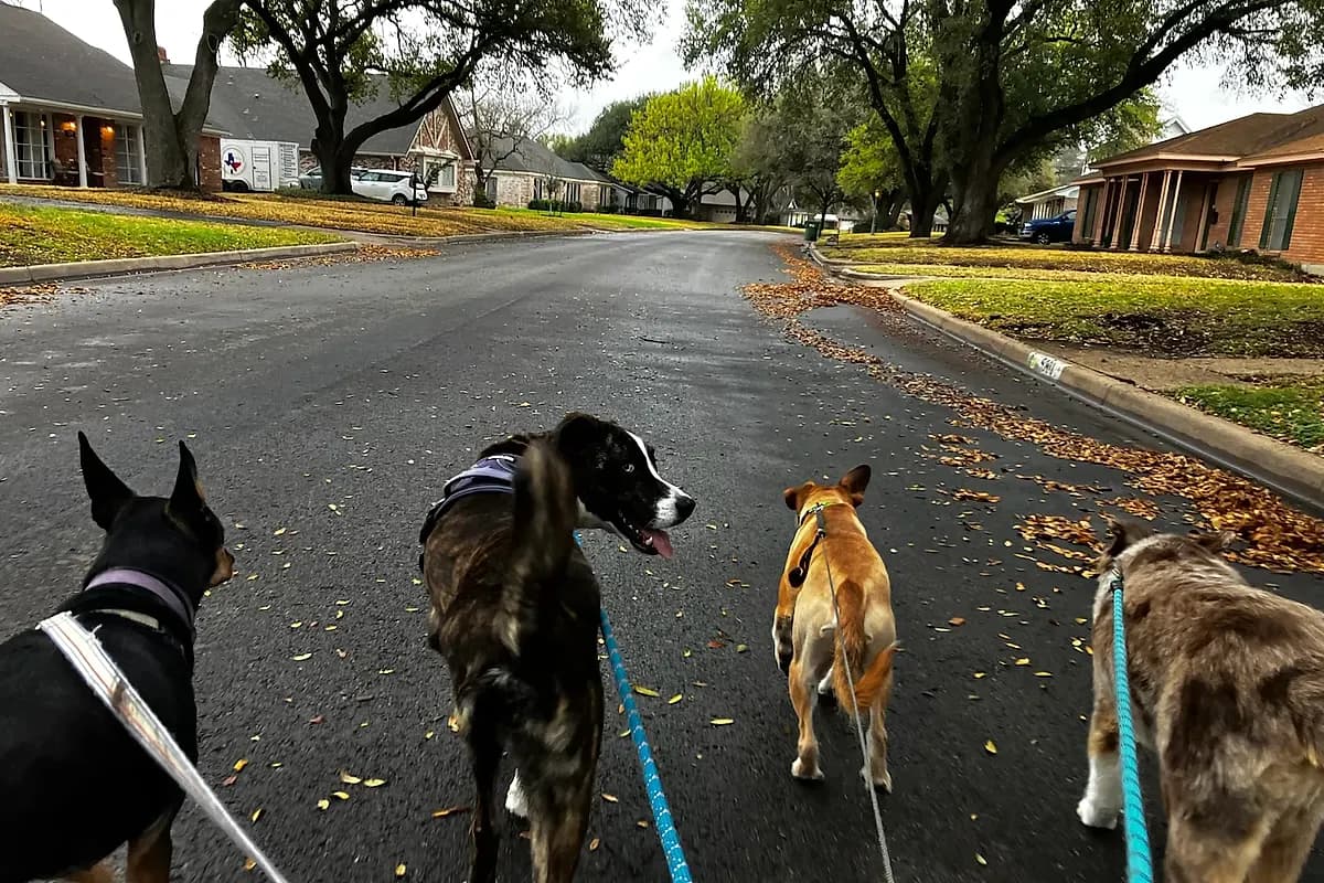 Keep Waco Wagging — IMG_1007