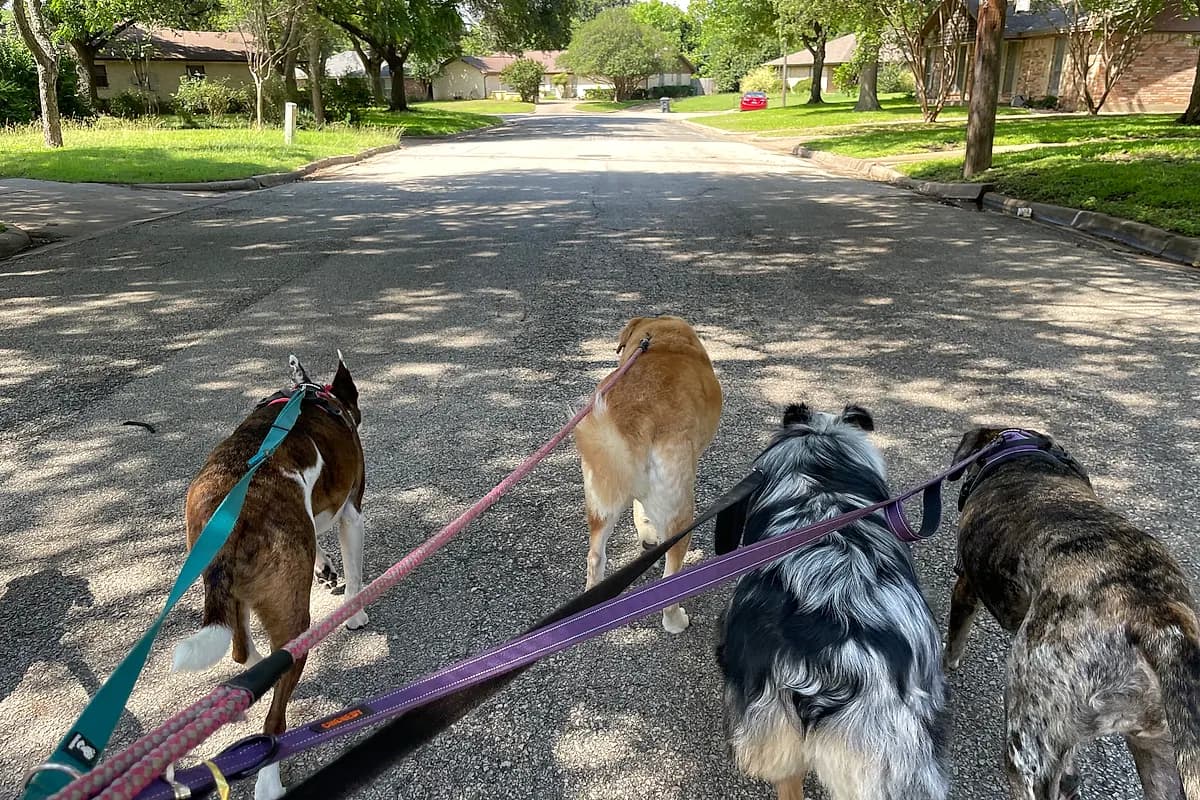 Keep Waco Wagging — IMG_3305